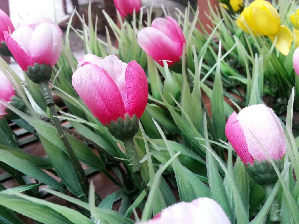 Pink Tulip Hotel Ciudad Ho Chi Minh  Exterior foto